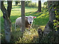 Inquisitive Sheep at Crosshill near Houghton