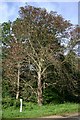 Horse chestnut flowering in autumn