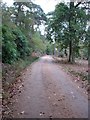 Somerley Estate road leading to Lower Turmer