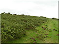 Gorse by the Purbeck Way