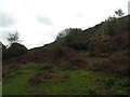 SY9482 : Bracken on the Purbeck ridge by N Chadwick