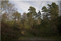 SE7790 : Forest near Keldy Castle by Colin Grice