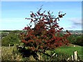 Hawthorn Tree near Lower Laithe.