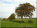 Autumnal Tree Beside Langlands Road