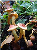 SX7962 : Fungus in Dartington Hall Gardens by Derek Harper