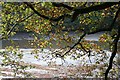 River through Autumn Trees