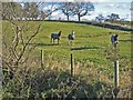 Horses in overcoats, Steel Rigg