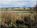 Fields near Little Bavington