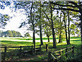 Oaks on the edge of pasture Alderholt Dorset