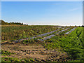 Strawberry field Alderholt Dorset