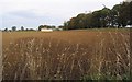 A ploughed field