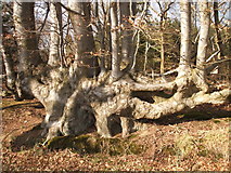 TL1816 : Old Beech hedge on edge of Priors Wood by Stuart Warrington