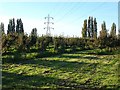 Orchard near Conyer