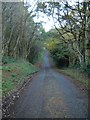 Forest lane in Coed Nercwys