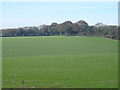 Down farm land towards Knighton Wood