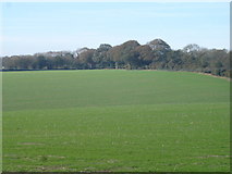 SU0622 : Down farm land towards Knighton Wood by Toby