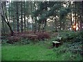 Bench, Sherwood Pines