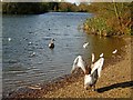 Shelfleys Lake