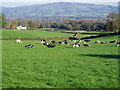 Friesians in Llanrhaeadr