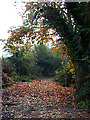 Track leading along Tyley Bottom