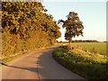 Late autumn sunshine on Stonehall Lane