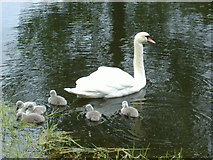 NJ3459 : Swan and cygnets at  Gordon Castle Lake by George Wilson