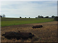 Farmland, Chute Standen