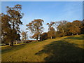 Trees in Blachford Park