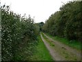 A Track Between Two Hedges