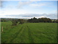 Woods near Winsley Hall Farm