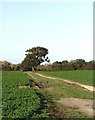 Footpath from Bradwell Road to Maldon Road, Tillingham