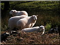SO2431 : Welsh sheep on the hillside above Capel-y-ffin by Philip Halling
