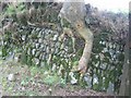 Lane bank near Nefyn