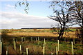 Remnant heather moorland near West Collarie