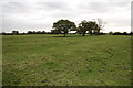 Ridge and Furrow Field Patterns, Bunbury