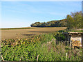 SU0513 : Farmland north of Cranborne Dorset by Clive Perrin