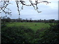 Lesser known part of the Water Meadows, Salisbury