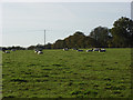 Farmland, Manton