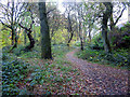 Local woods , Bonhill