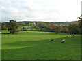 Sheep and countryside on Gaynes Park Estate