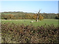 Newleys Farm :grazing sheep