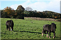 Corfe: on Whitford Hill