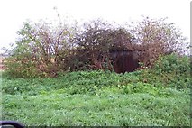 TL4885 : Overgrown barn on Coveney Byall Fen by Jonathan Billinger