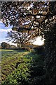 Footpath to Brooks Green