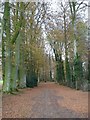 Avenue of trees behind Middle Chase Farm