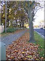 Drifting leaves, Bradley Road, Bradley, Huddersfield