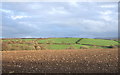 Winter landscape near Nevern