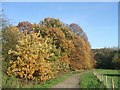 SJ9303 : Autumnal Oaks by John M