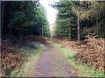 SK0214 : Rainbow Hill, Cannock Chase by Geoff Pick