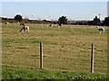 Little Alpacas